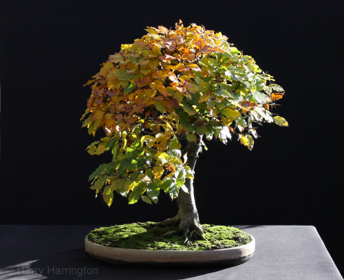 beech bonsai